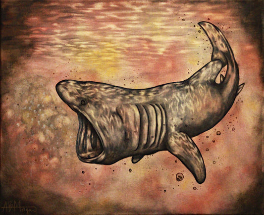 Basking Shark